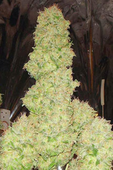 White Russian regular 11 darab