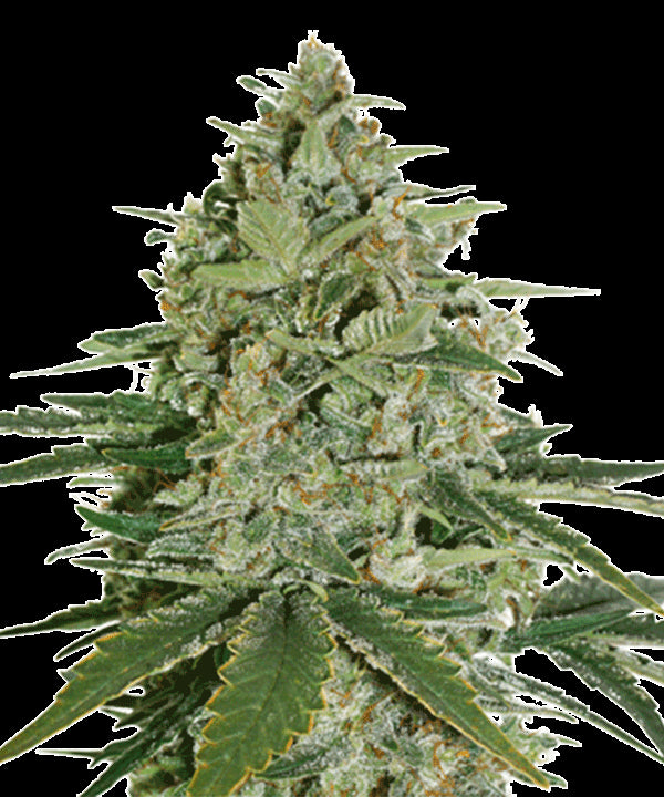 Super Skunk Seedstockers