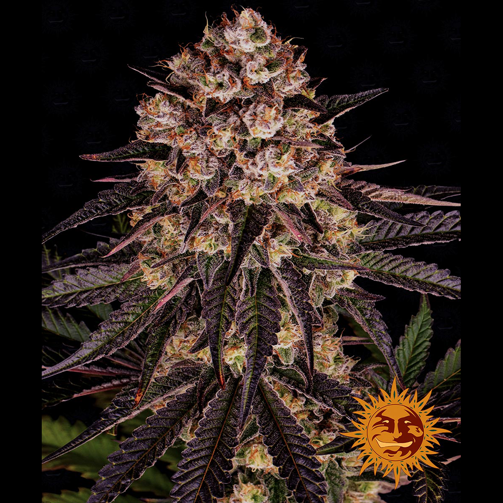 Eine prächtige Hanfpflanze mit grün-lila Blättern, bedeckt mit Harz, dicke Buds und orangene Härchen. Der Hintergrund ist schwarz.
