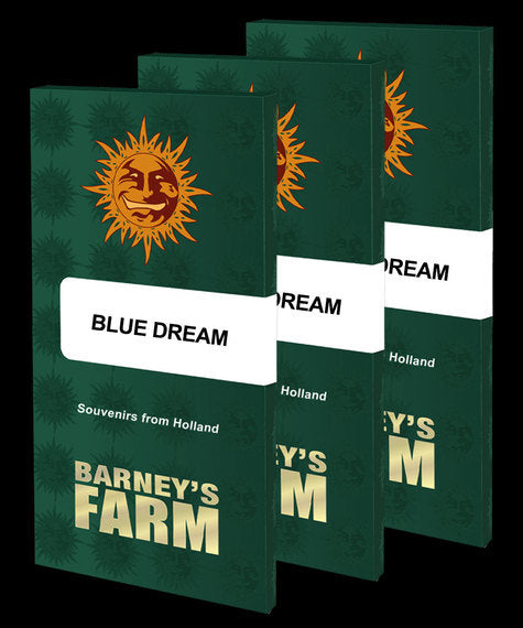 Drei Verpackungen der Samen Blue Dream von Barneys Farm aneinander gereiht. Die Verpackungen sind dunkelgrün, die Sonne vom Logo der Marke befindet sich oben mittig, darunter steht "Blue Dream" in einem weißen Rechteck mit abgerundeten Ecken. Unter diesem ist die Aufschrift "Souvenirs from Holland" und ganz unten mittig befinden sich in einem hellen gelb die Schrift "Barneys Farm".