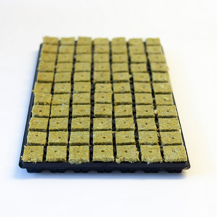 Grodan Keile in Tray 77/3,6