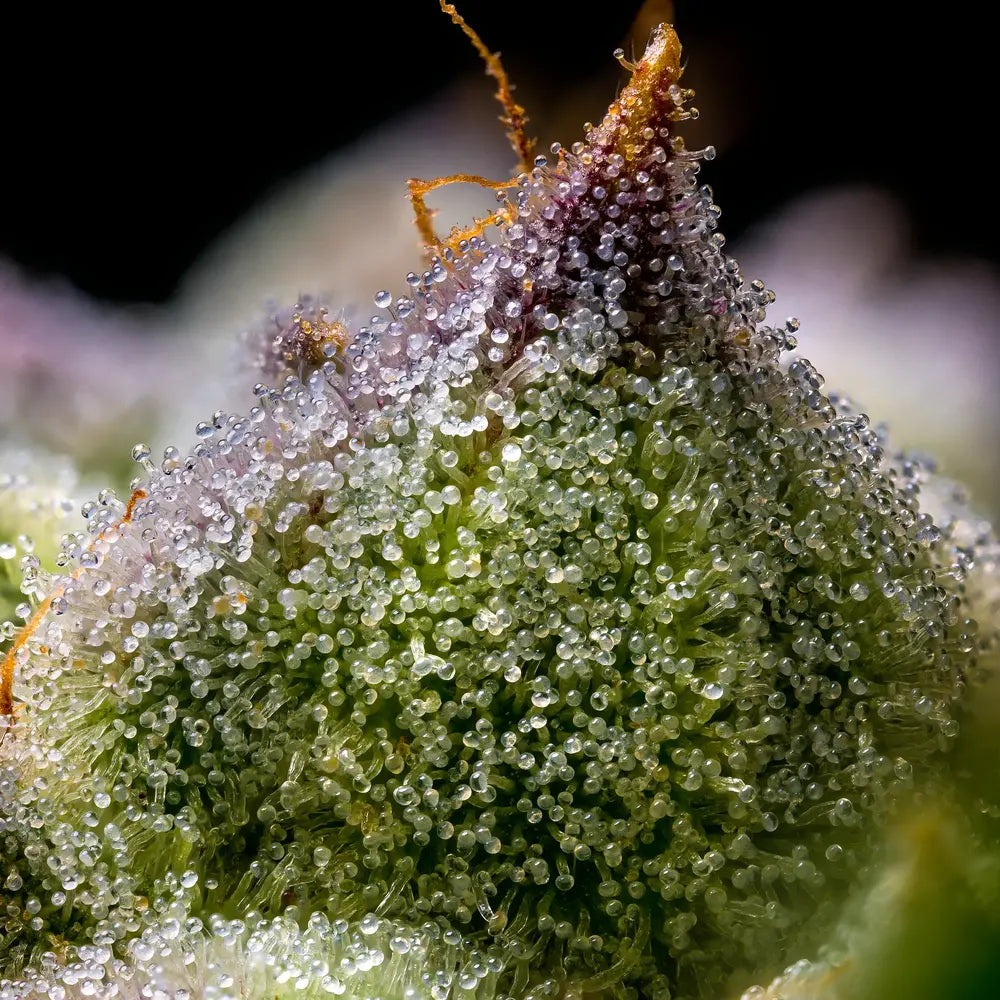 Makroaufnahme von Cannabis-Trichomen auf der Sorte "Mendo Breath" von Barneys Farm – klare Harzdrüsen auf grün-lilaner Blüteoberfläche, dicht bedeckte Cannabis-Knospen mit kristallinem Harz.