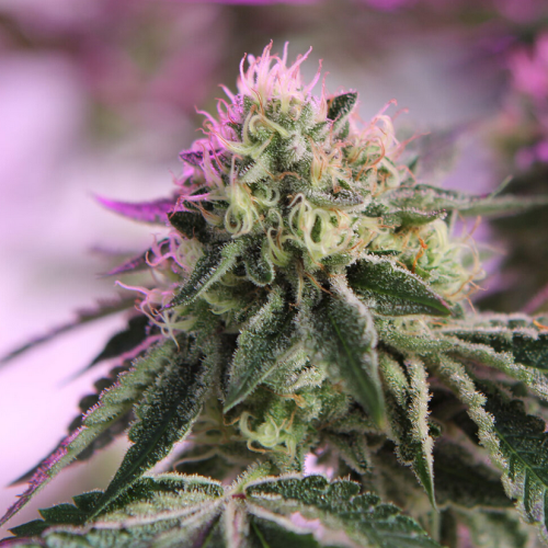 Nahaufnahme einer RS11 x Banana OG Cannabispflanze von Barney’s Farm mit dichten, harzbedeckten Buds und orangefarbenen Blütenstempeln vor einem lila-grün farbigen, verschwommenen Hintergrund