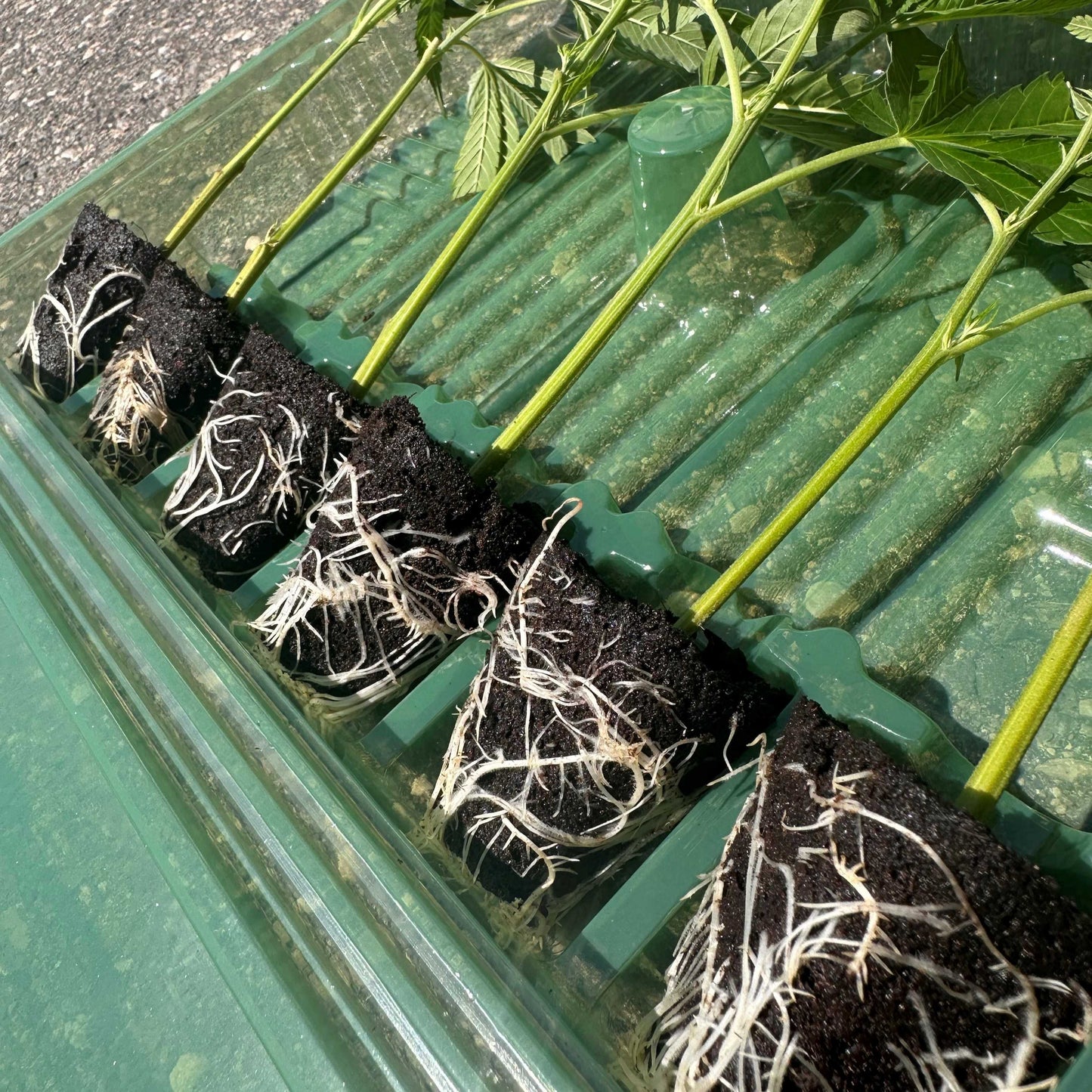 Cannabis Stecklinge in der Verpackung. Symbol für Bushdoctor Stecklinge für Versand.