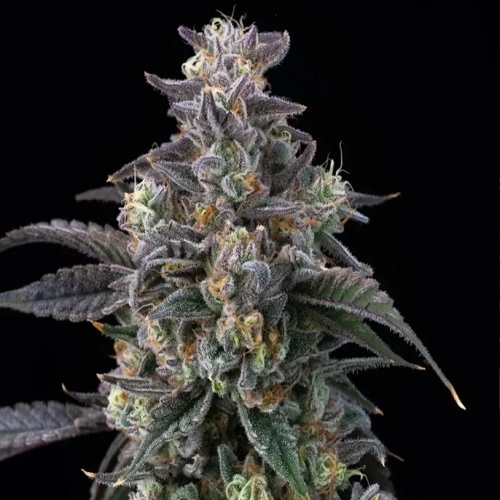 Nahaufnahme einer Super Boof-Cannabispflanze von Barney’s Farm mit dichten, harzbedeckten Buds, violetten Blättern und orangefarbenen Blütenstempeln vor schwarzem Hintergrund.