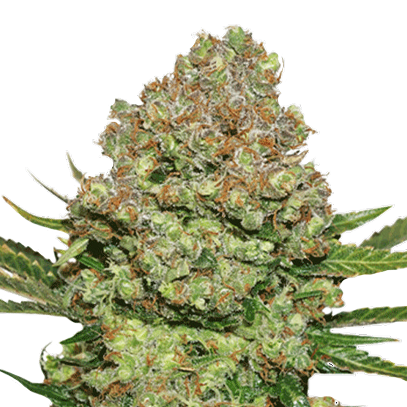 Prächtige Hanfpflanze White Widow von Seed Stockers mit dichten, harzreichen Buds und orangen Härchen, vor einem weißen Hintergrund.