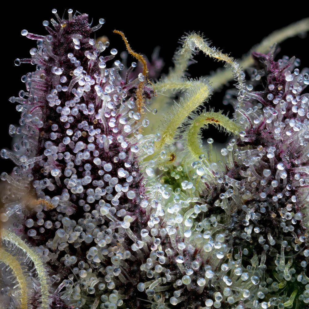 Apple Fritter CannabisPflanze mit Trichomen und Härchen