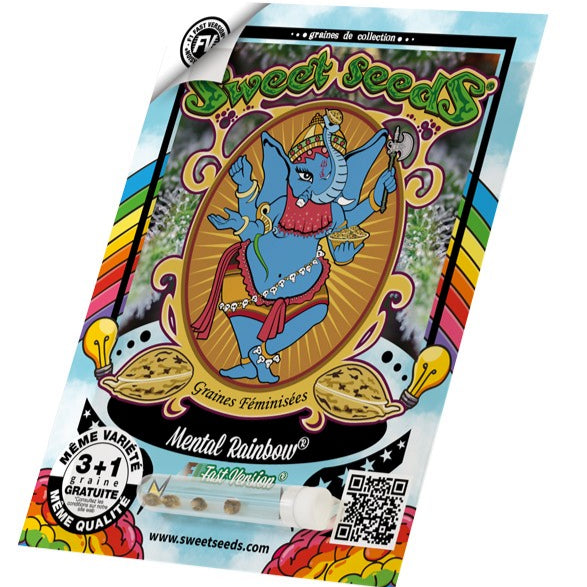 Mental Rainbow Fast Hanfsamen in die Verpackung