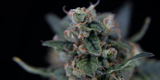 Hanfpflanze mit vielen Knospen, orangenen Härchen und mit viel Harz. Der Hintergrund ist unscharf und schwarz.