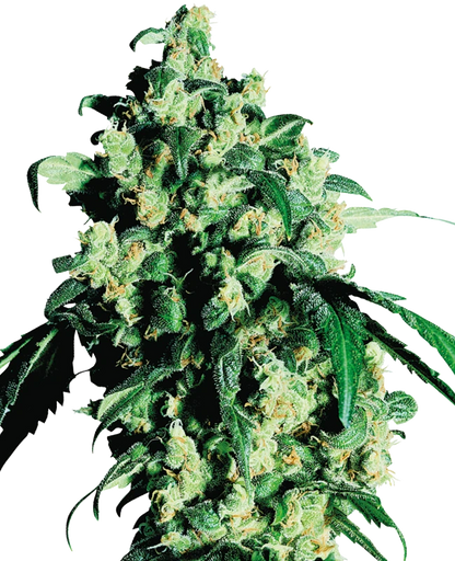 Super Skunk Feminisierte Hanfsamen von Sensi Seeds