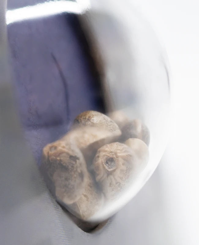 Super Skunk Automatic Cannabis Samen von Seni Seeds in die Verpackung