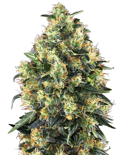 Super Skunk Automatisierte Hanfsamen von Sensi Seeds