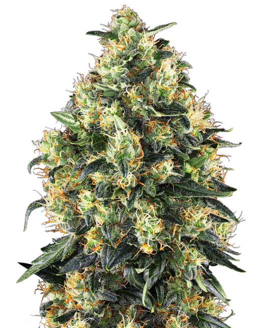 Super Skunk Automatisierte Hanfsamen von Sensi Seeds