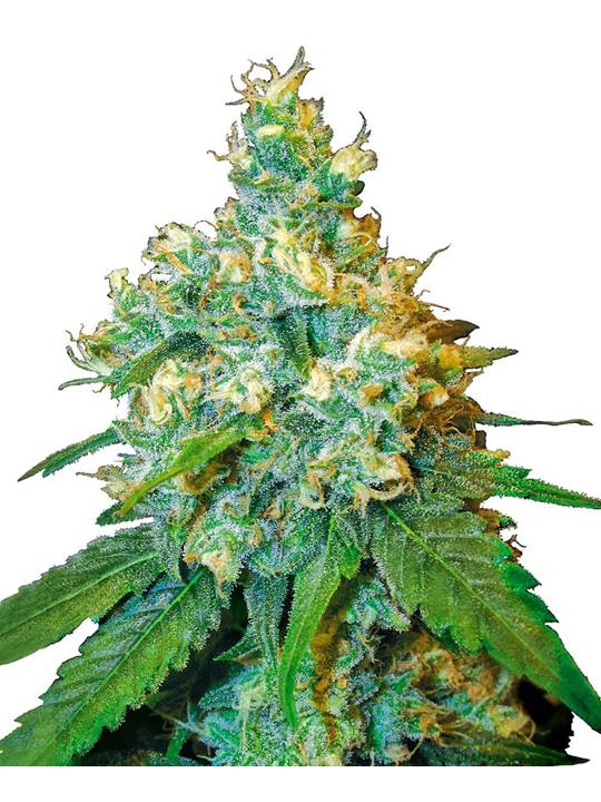 Jack Herer (Sensi Seeds)