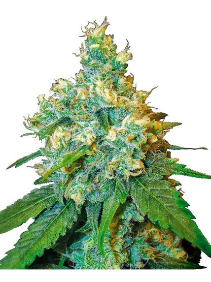 Jack Herer (Sensi Seeds)