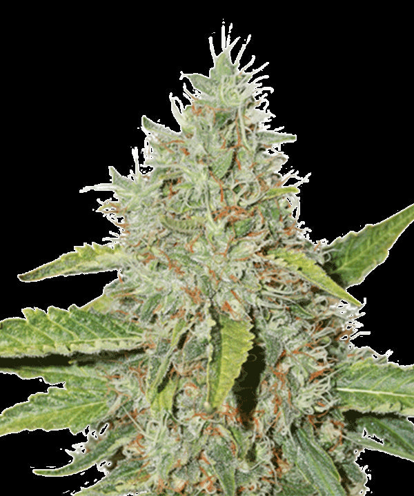 Northern Lights Seedstockers