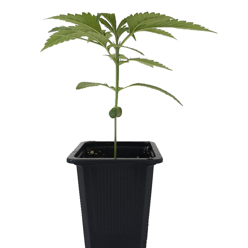 Seedling BCN Critical XXL 0,25 L (1 pc)