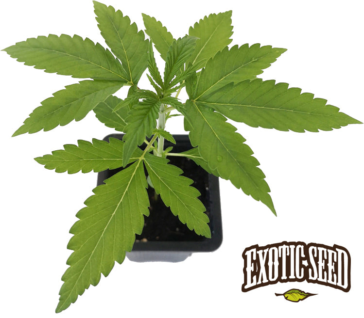 Seedling Purple Shot 0,25 L (1 pc)