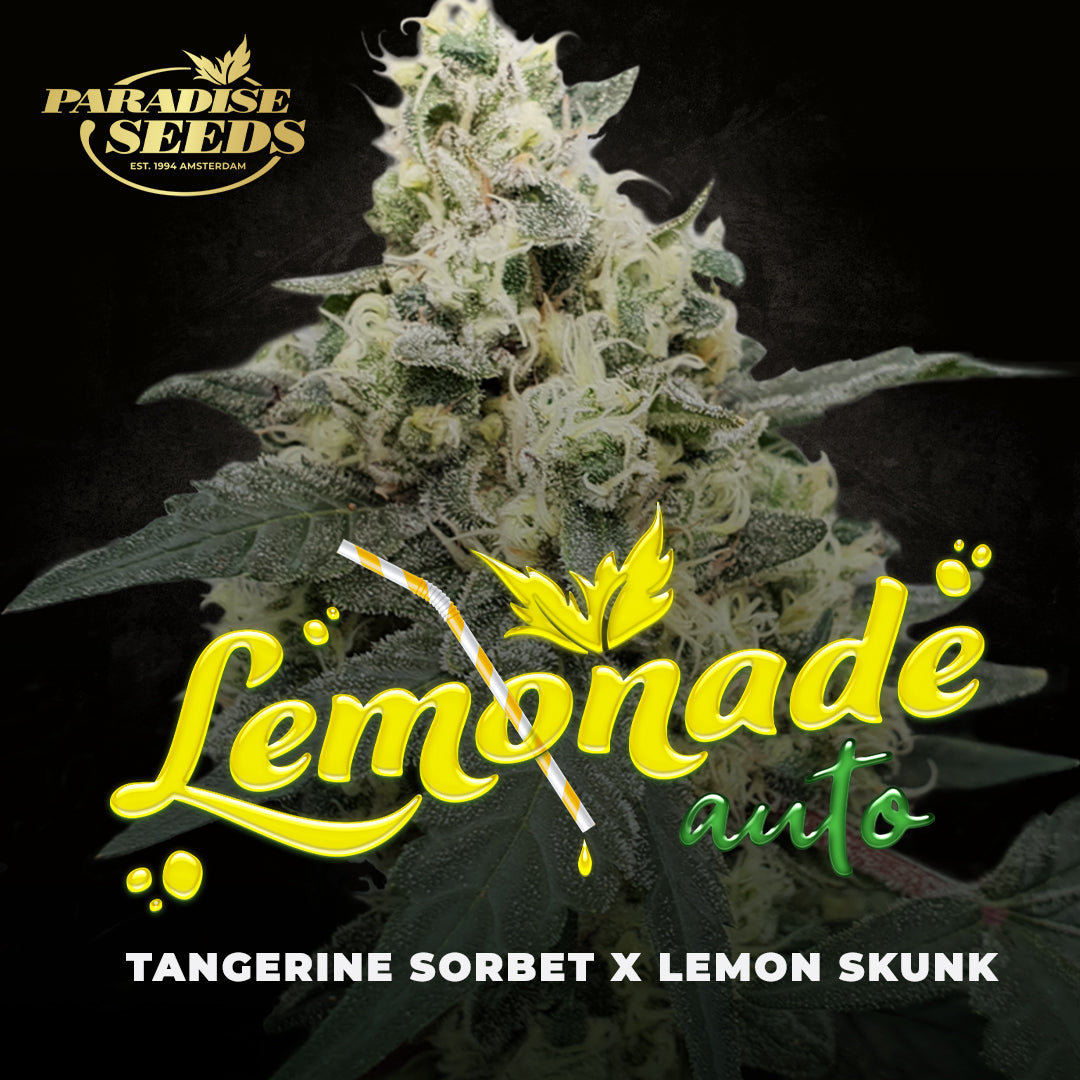 Lemonade Auto 3 pieces