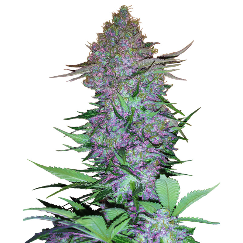 Purple Skunk