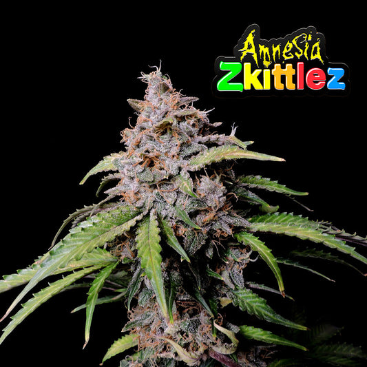 Amnesia Zkittlez