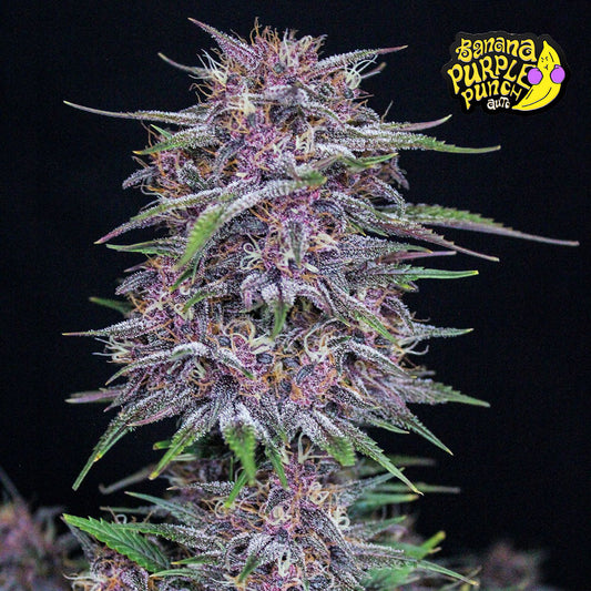 Banana Purple Punch Auto 5 darab