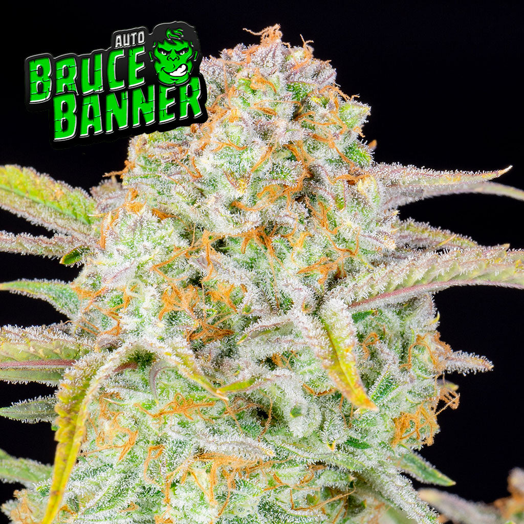 Bruce Banner (Fast Buds)