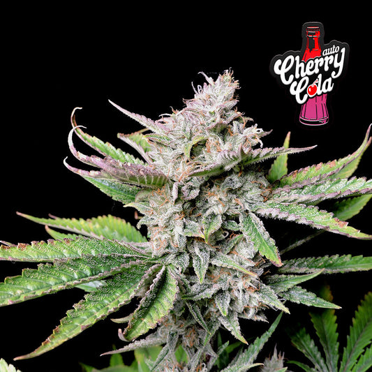 Cherry Cola Auto 5 darab