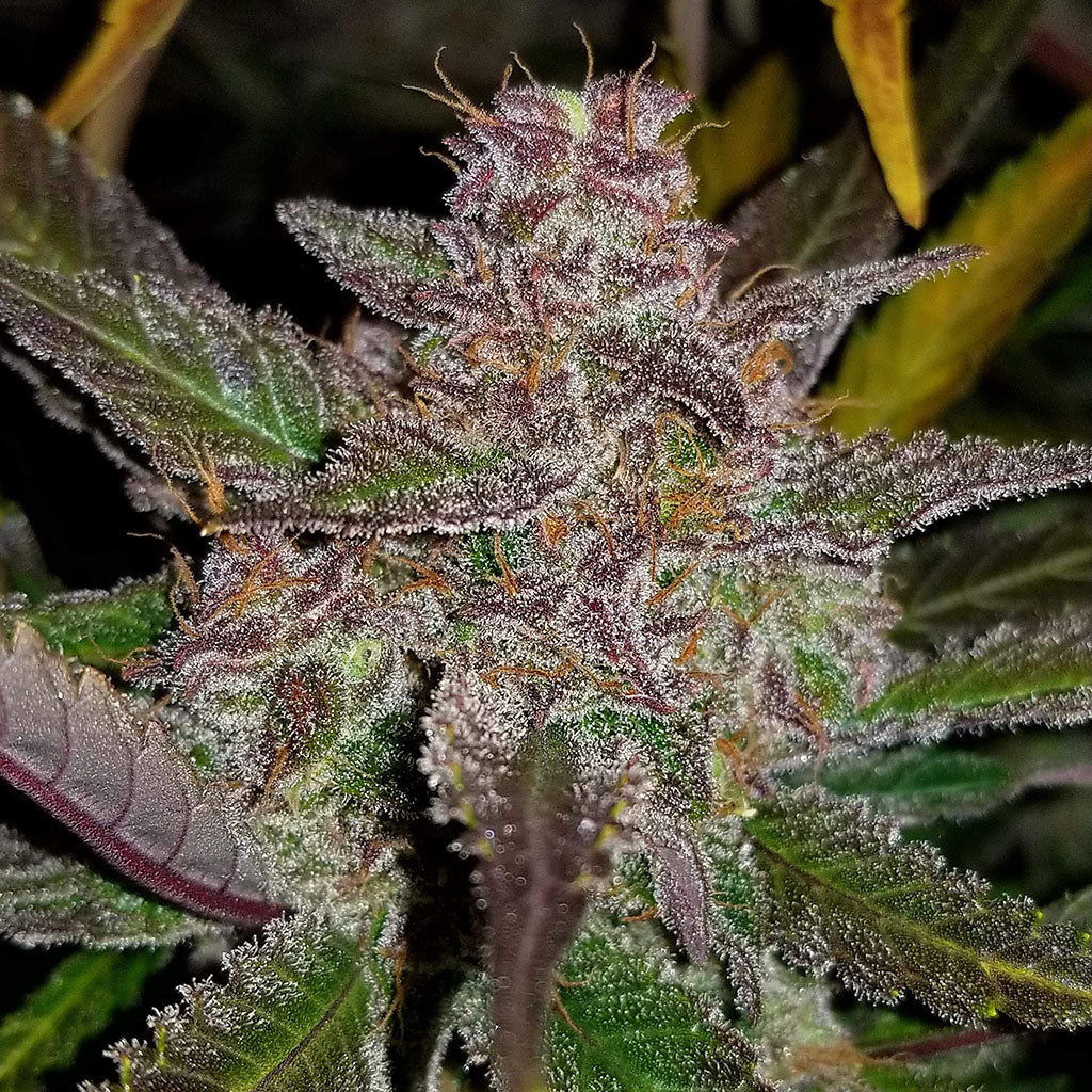 Cream Cookies Auto 5 darab