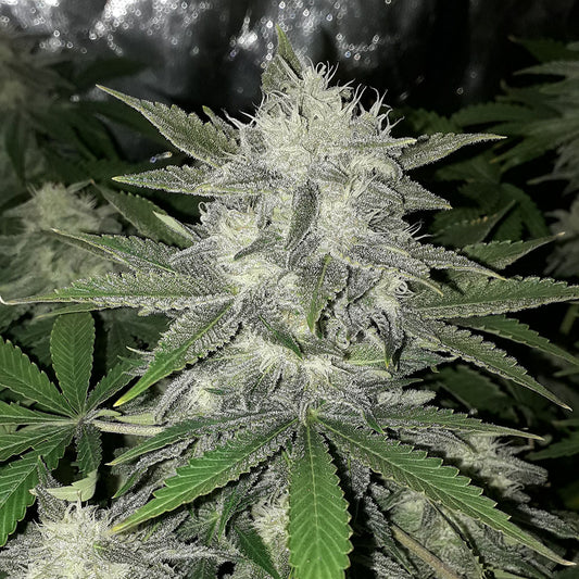 Girl Scout Cookies Auto 5 darab