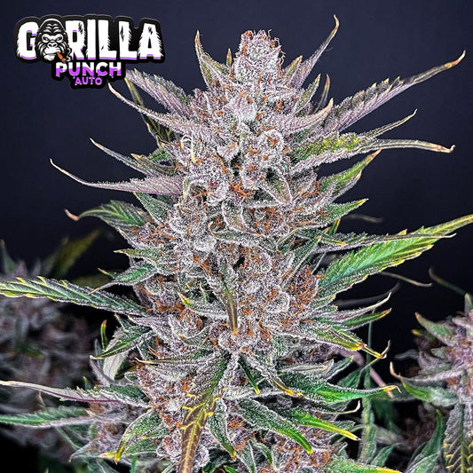 Gorilla Punch Auto 5 darab