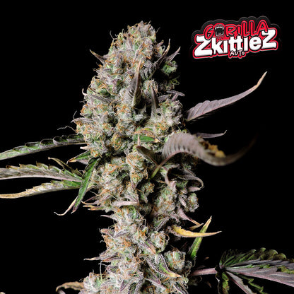 Gorilla Zkittlez Auto 5 Stück