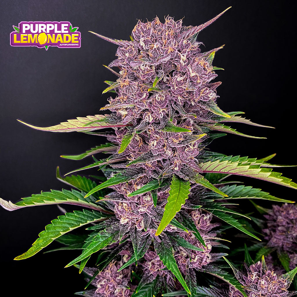 Purple Lemonade