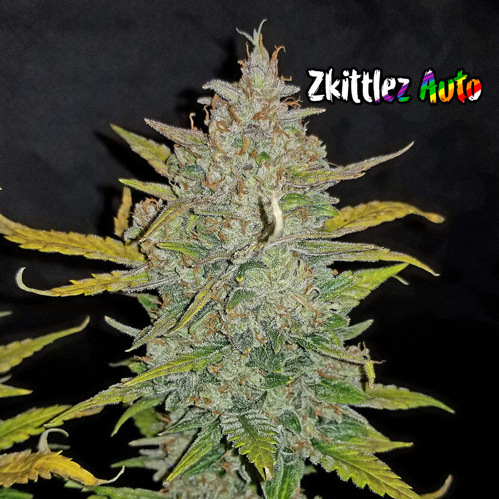 Zkittlez Auto 5 darab