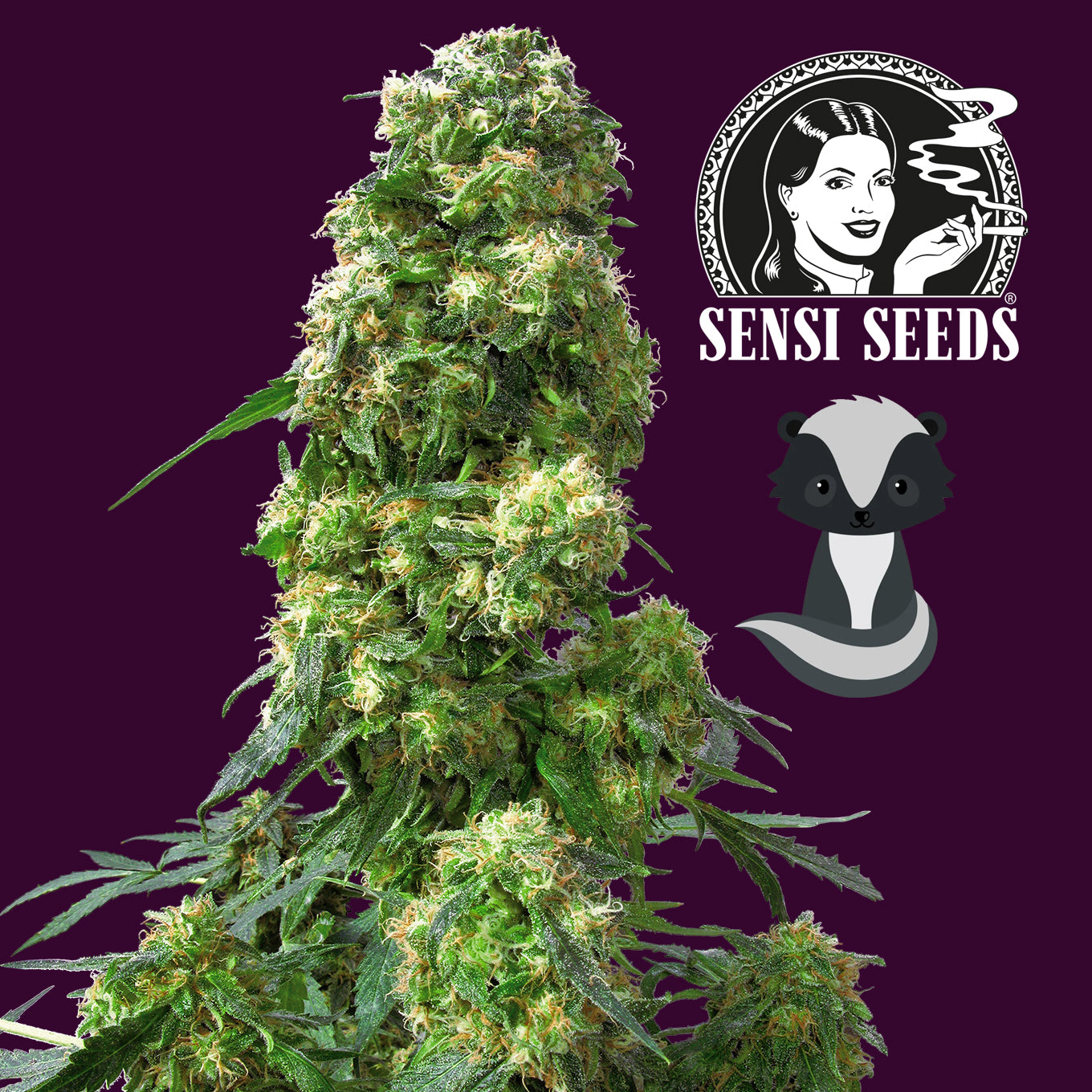 Seedling Early Skunk 0.25 L (1 pc)