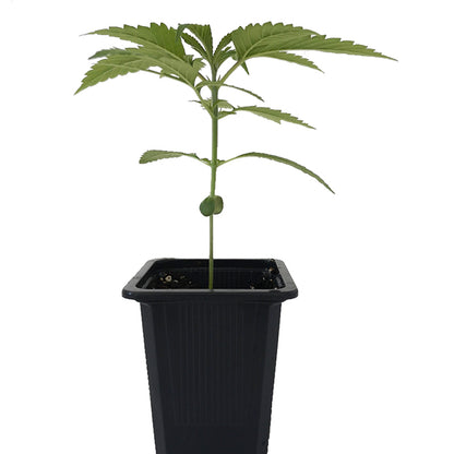 Seedling Early Skunk 0.25 L (1 pc)