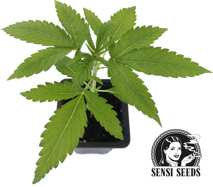 Seedling Early Skunk 0.25 L (1 pc)