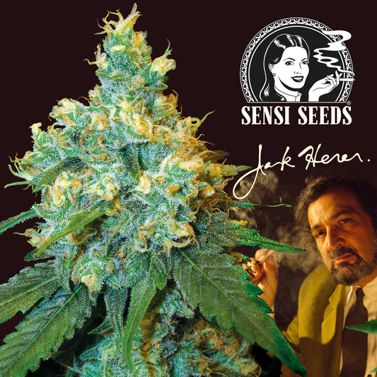 Jack Herer Feminisiert 0,25 L (1 Stk.)