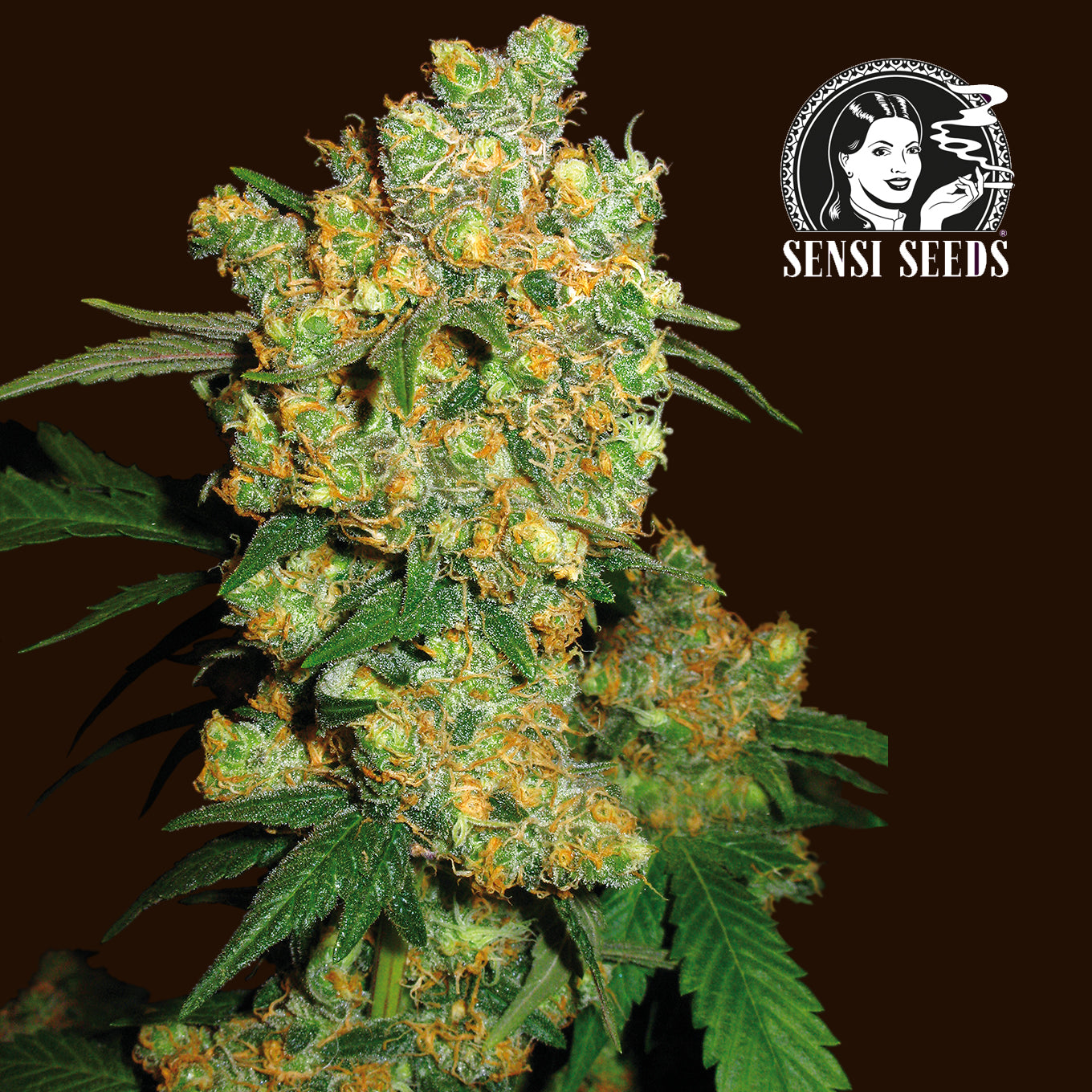 Palánta Big Bud 0,25 L (Sensi Seeds) (1 db)