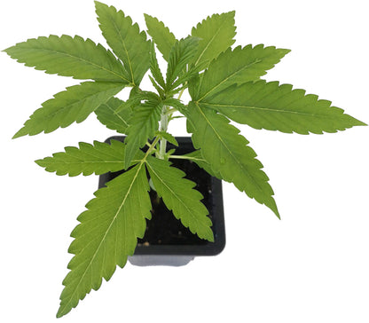 Seedling Black Domina 1,5 L