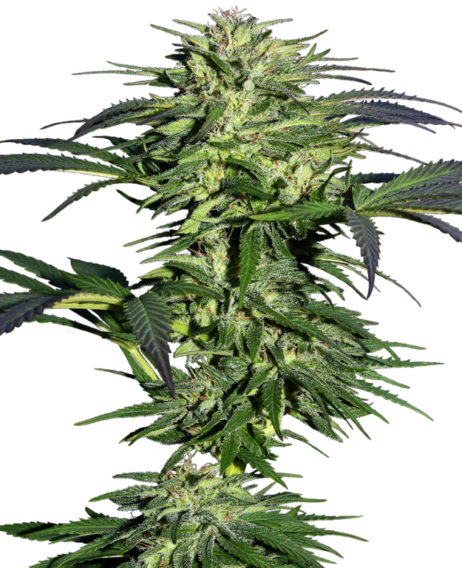 Seedling Big Bud 1,5 L (Sensi Seeds)