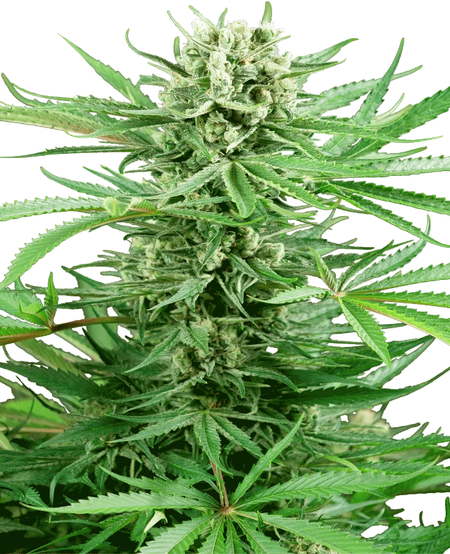 Palánta Big Bud 1,5 L (Sensi Seeds)