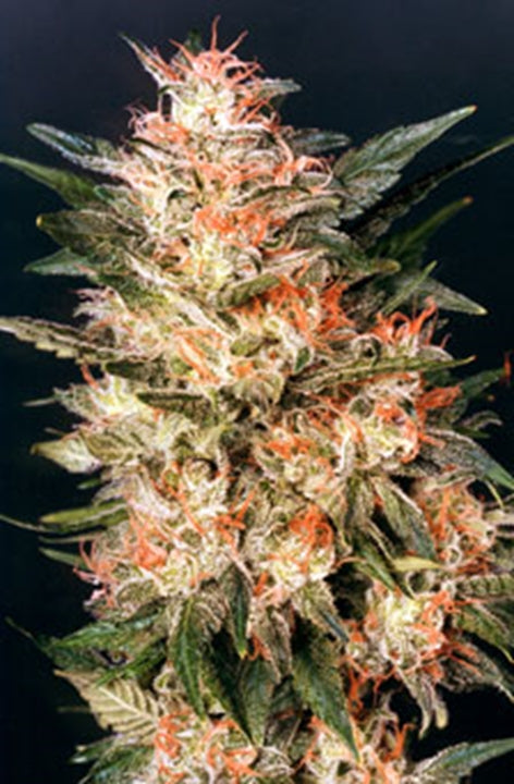 White Widow Dutch Passion