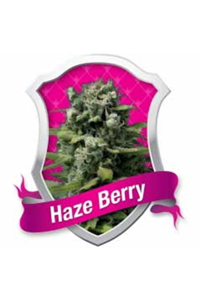 Haze Berry