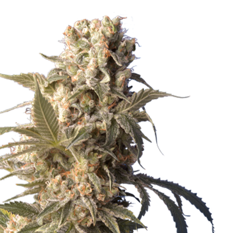 Hanfpflanze AK47 von Serious Seeds. Grün-olive Hanfpflanze mit orangen Härchen, vielen Knospen und Blättern.