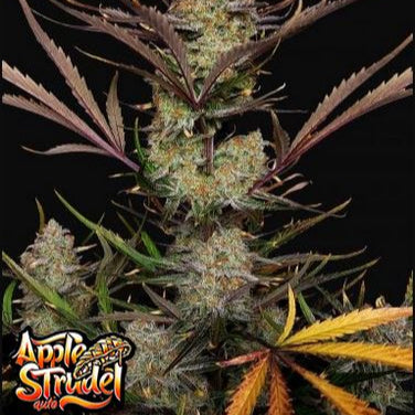 Apple Strudel von Fast Buds Cannabis Pflanze