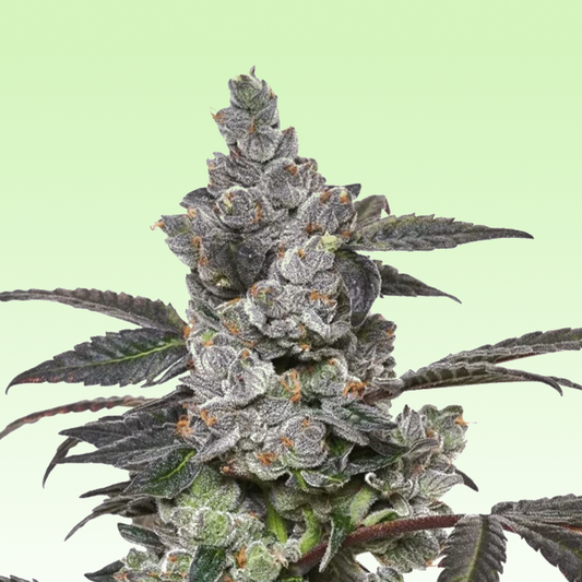 Hanfpflanze Apples and Bananas. Reich an Blüten mit orangen Härchen, viele dichte Blätter. Der Hintergrund ist ein hellgrüner Verlauf