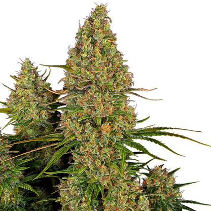 Prächtige, große Hanfpflanze mit vielen harzreichen Buds mit orangen Härchen. Der Hintergrund ist weiß.