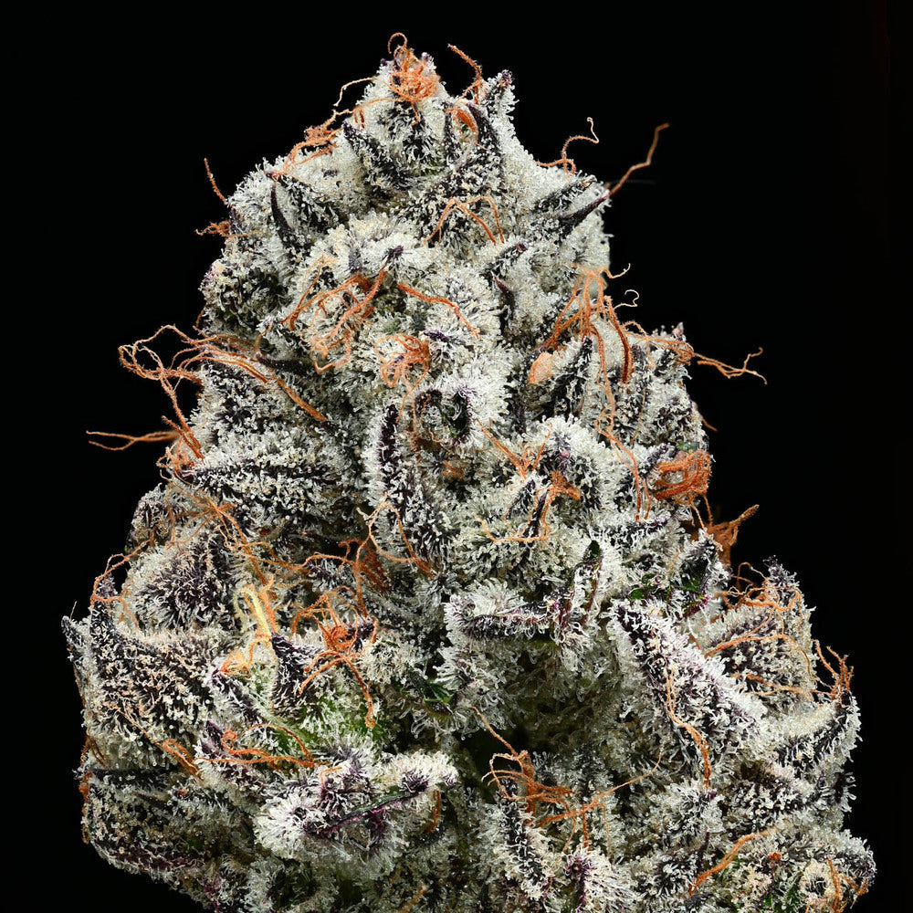 Knospe der Hanfpflanze Black Cherry Gushers von Barneys Farm. Dunkelgrüne Knospe, dicht bedeckt mit Harz und teilweise orangenen Härchen, vor einem schwarzen Hintergrund.