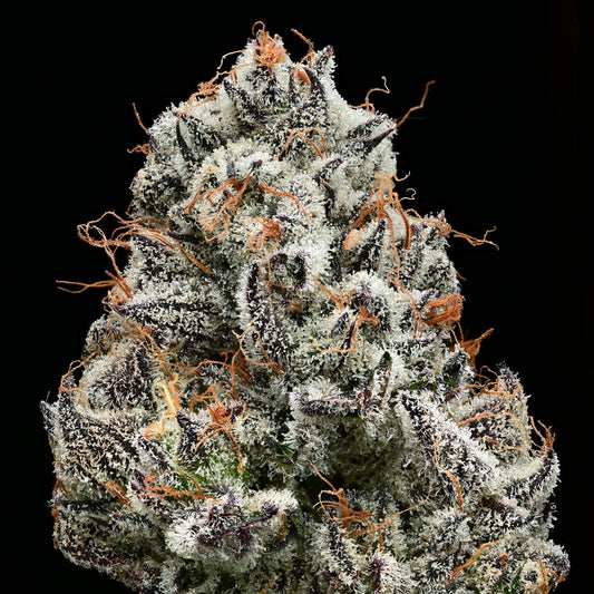 Knospe der Hanfpflanze Black Cherry Gushers von Barneys Farm. Dunkelgrüne Knospe, dicht bedeckt mit Harz und teilweise orangenen Härchen, vor einem schwarzen Hintergrund.